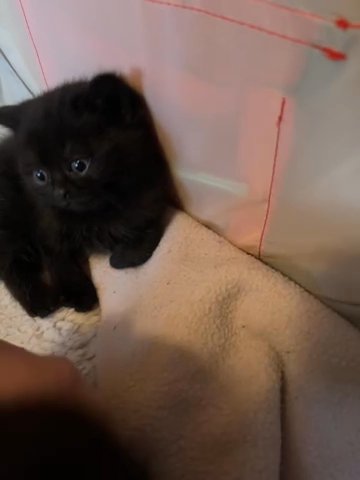 British Shorthair, Full Pedigree Kittens in Walsall