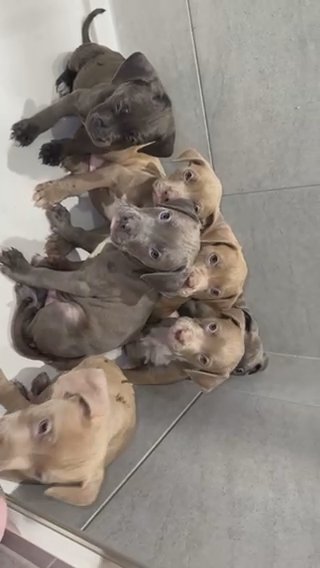 HALF PRICE cane Corso, Staff & Red Nose in London