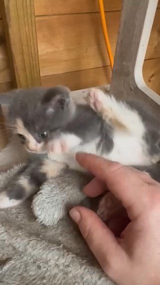 Ragdoll X Maincoon Kittens. in Carmarthenshire