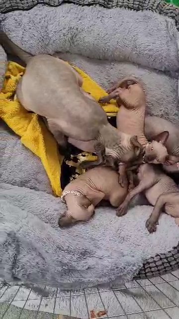 Last boy left Tica registered Sphynx Kittens in Peterborough