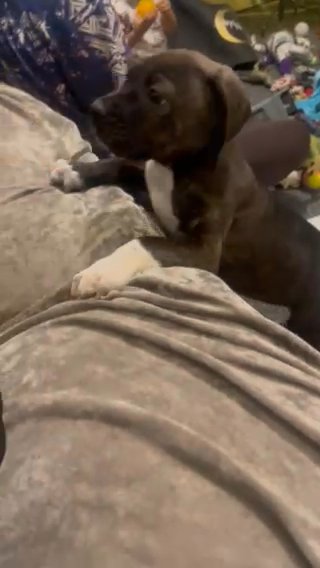 Cane Corso Cross Bulldog in Tendring