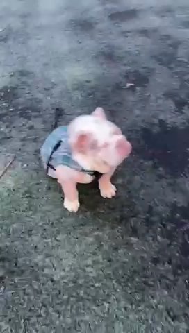 English Bulldag in Nottingham