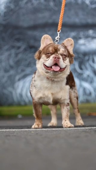 French Bulldog in London