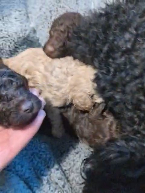 toy poodle puppys in Torfaen