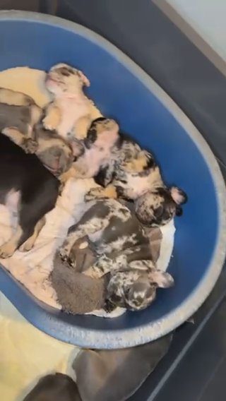 French bulldog puppies in Norfolk