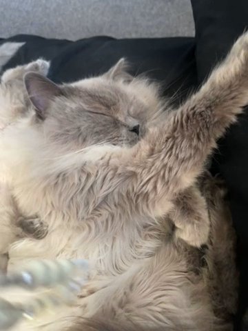 Big Blue Point Ragdoll STUD in Dudley