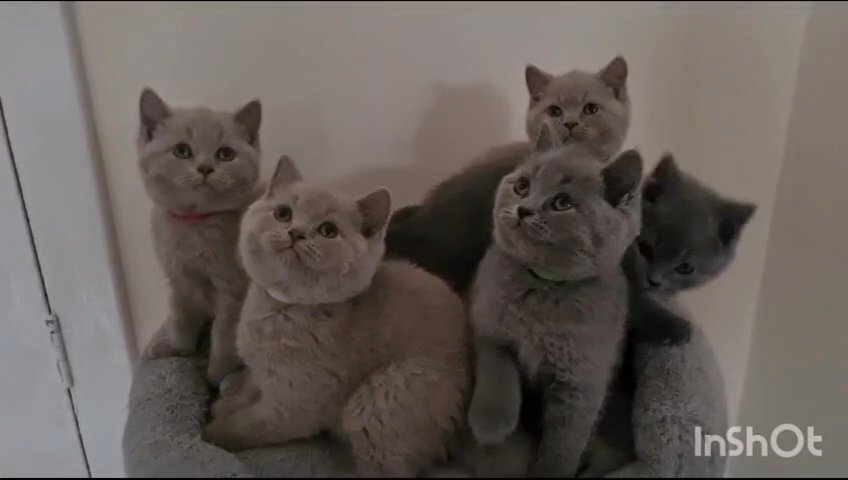 GCCF British Shorthair Kittens Champion parents in Newcastle upon Tyne