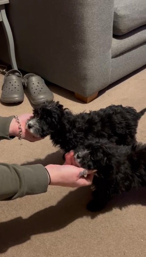 **REDUCED** CAVAPOO PUPS READY NOW in London