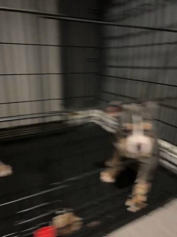 Pocket Bully Pups in Sheffield