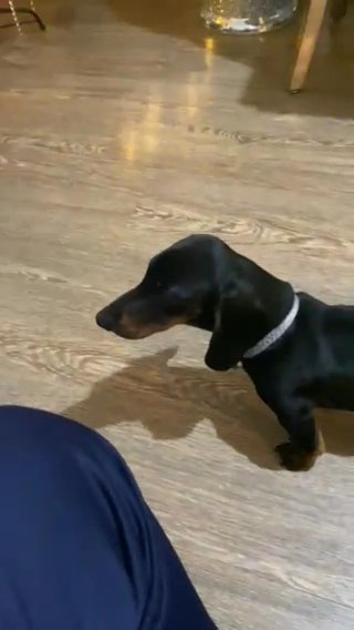 Miniature Dachshund in Manchester