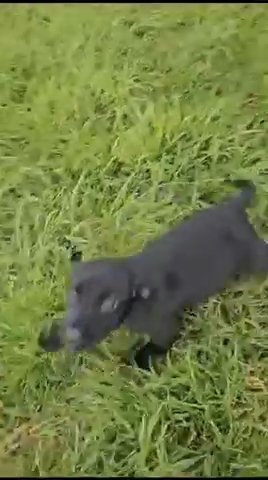?Adorable Springador Puppies ? in Anglesey