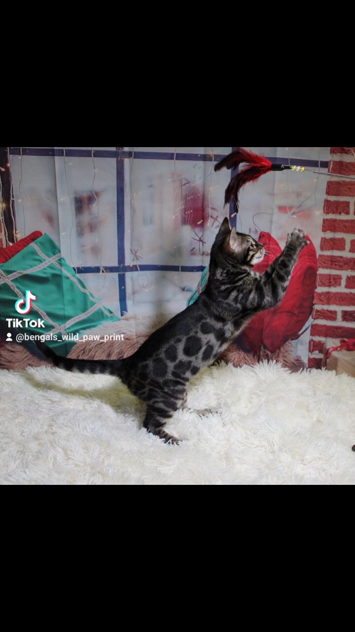 ?STUNNING SILVER CHARCOAL BENGALS? in Coventry