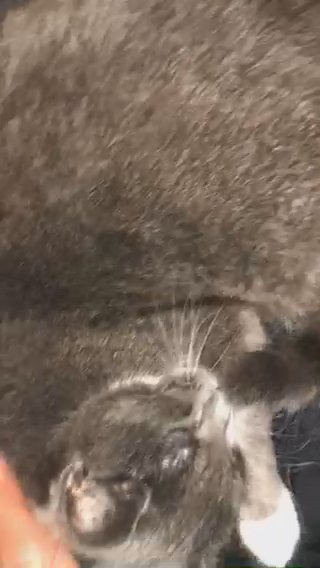 Gray Cat in Bristol