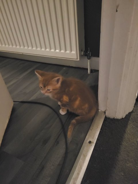 male kitten in Birmingham