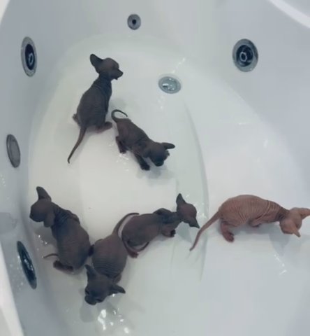 Adorable babies from extensively tested parents❤️ in Mansfield