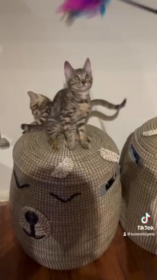 TICA ????Champion lines Bengal Females in London