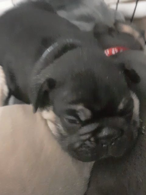 KC Reg Frenchies stunning pups!!! REDUCED £1000-1200 KC FRENCHIES in Rotherham