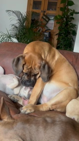Stunning 10.5 Month Old Boerboel Female in Blaenau Gwent