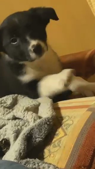 Beautiful Border Collie Bitch in Staffordshire