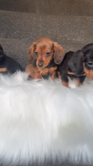 Absolutely adorable and healthy Miniature dachshund babies in Bilston in Wolverhampton