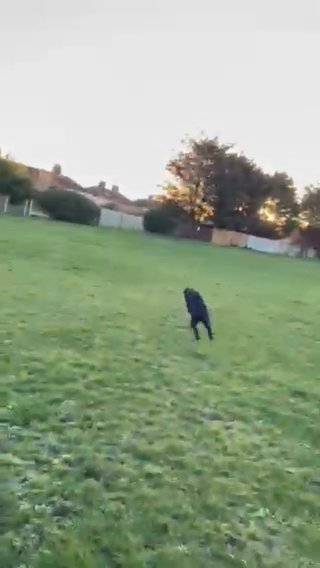 Female Labrador in London