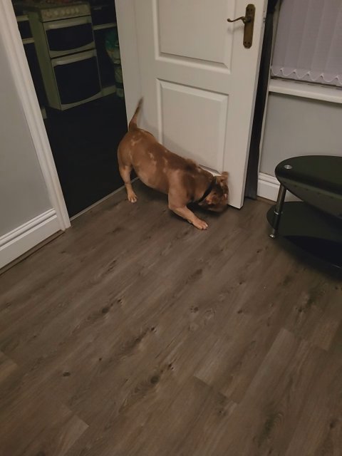 male chocolate pocket bully in Birmingham