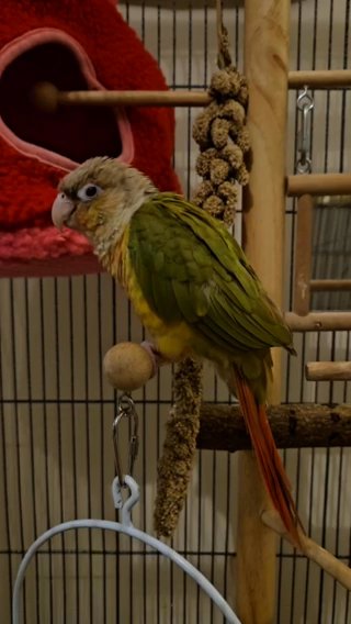Rio Conure Parrot in London