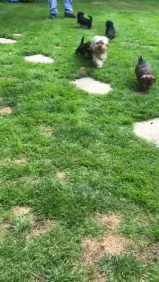 Miniture Yorkshire Terrier Puppies in Bromley