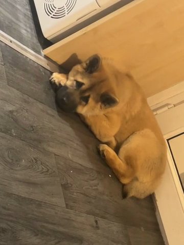 Chow Chow X Akita in Walsall