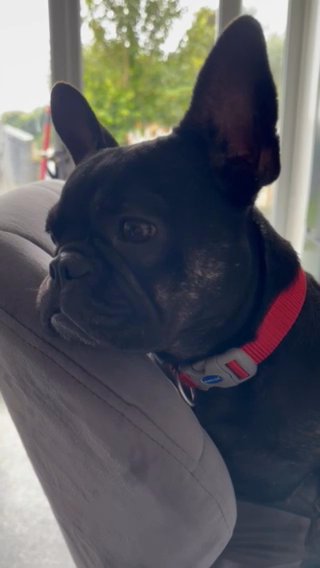 Beautiful French Bulldog in Brighton