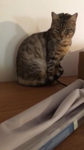 Going To Be Spayed Tomorrow!! Tica Active Strawberry Shortcake in Peterborough