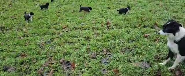 Border Collie puppies in Staffordshire