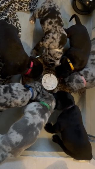 Cane Corso in Kent