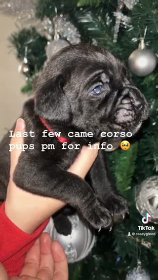 Cane Corso Puppies in Kent