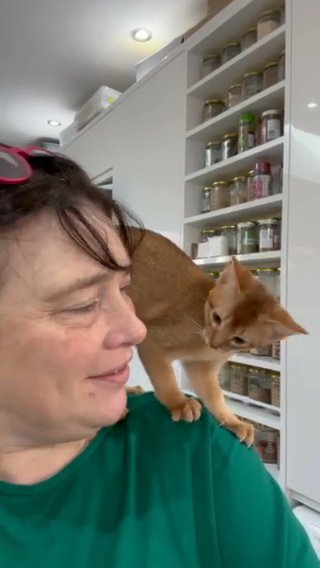 Abyssinian kitten in Lincoln