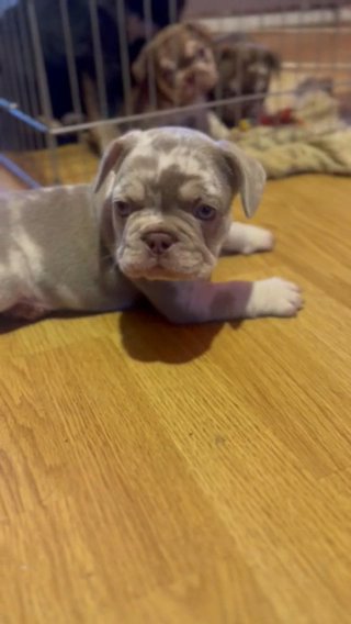 French Bulldog Isabella Merle Boy in Liverpool