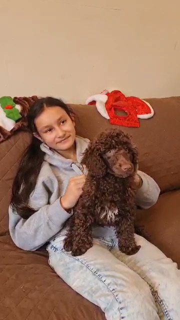 Adorable KC miniature poodles reduced in Wolverhampton