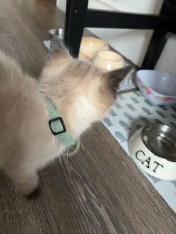 Male ragdoll Bluemink Kitten True Breed READY TO GO in Birmingham