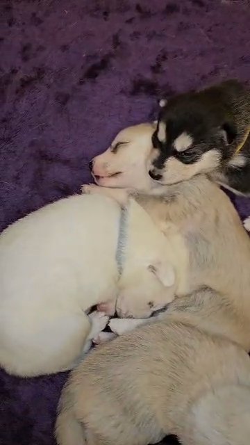 ***SOLD***only 1 siberian husky left for sale **ready to leave** in Walsall