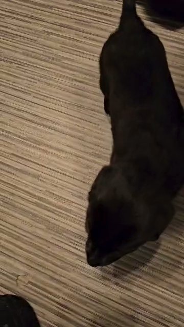 labrador kc reg puppies in Derby