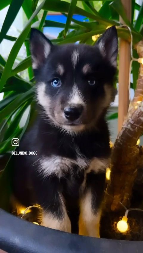 Dark Wolf Agouti Siberian Huskies in Boston
