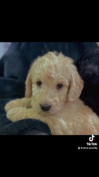 DOUBLE DOODLE PUPPIES WOLFADOODLE X LABRADOODLE. in Lancaster