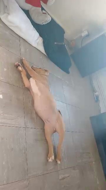 Got a beautiful boy that needs rehoming in London