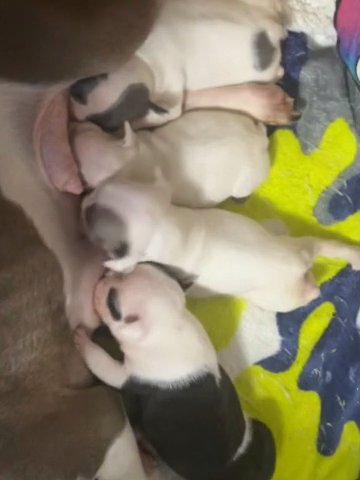 Kc French Bulldog Puppies in Barnsley