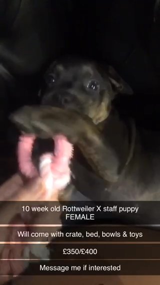 10 Week Old Rottweiler X Staffordshire Bull Terrier Puppy in Bury
