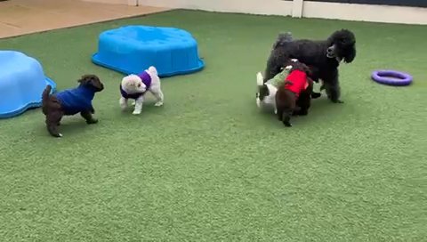 Adult Miniature Poodle Bitch in Derby