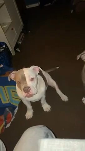 Pocket Bully in Nottingham