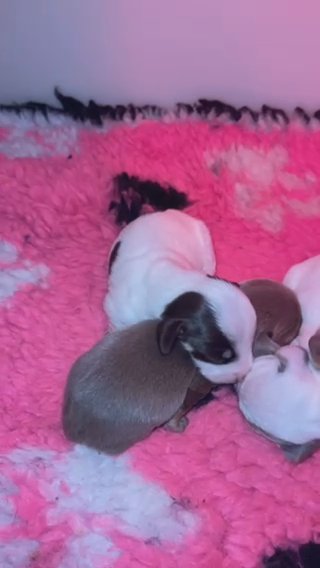 Gorgeous Miniature Dachshund Puppies Available in Liverpool