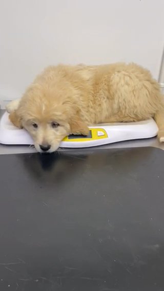 Beautiful Large KC Registered Golden Retriever Dogs in Shropshire
