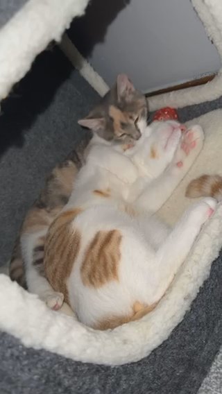 Prim & Puss in London
